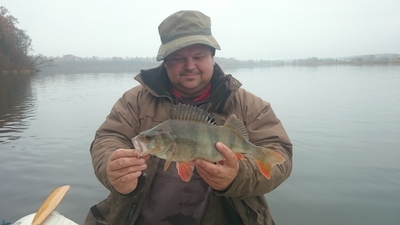 Eurasian perch