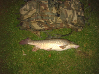 Barbel