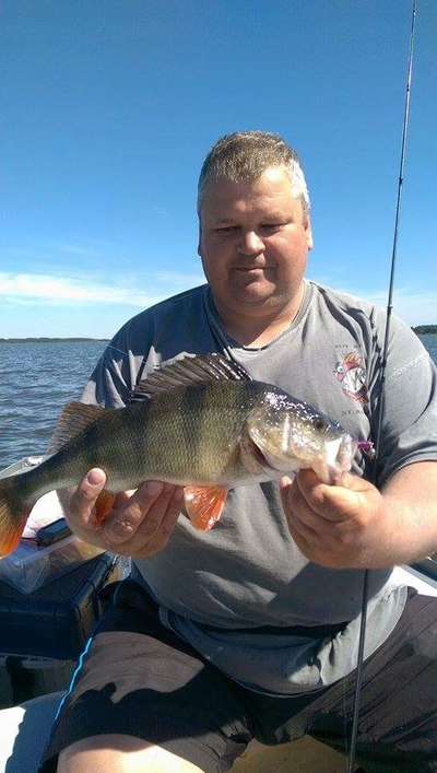 Eurasian perch
