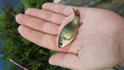 Crucian carp
