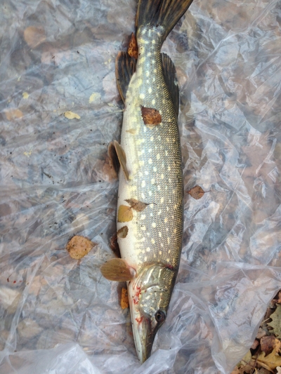 Northern Pike