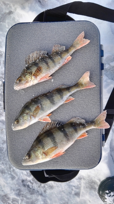 Eurasian perch