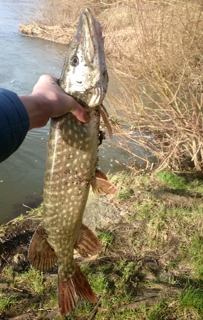 Northern Pike
