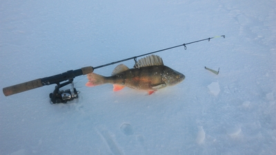 Eurasian perch