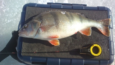 Eurasian perch