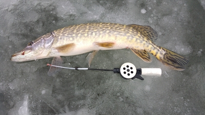 Northern Pike