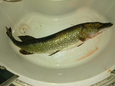 Northern Pike