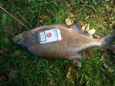 Carp bream