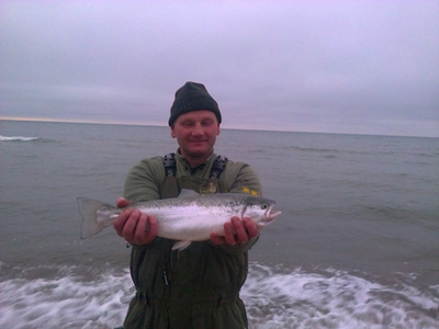 Atlantic salmon