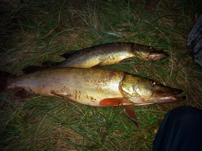 Northern Pike