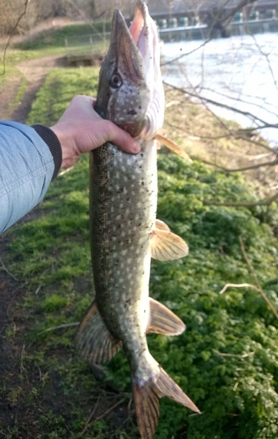 Northern Pike