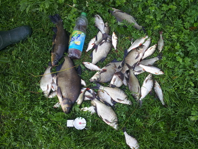 Carp bream