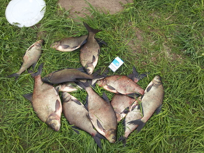 Carp bream