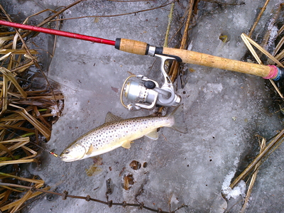 Brown Trout