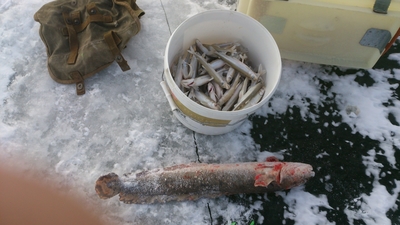 European smelt