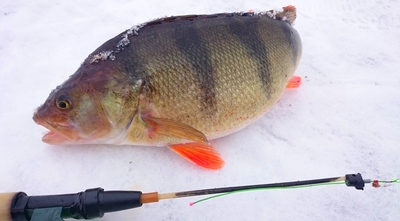 Eurasian perch