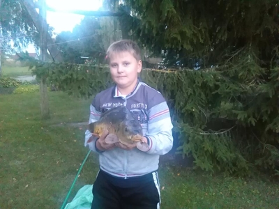 Mirror carp
