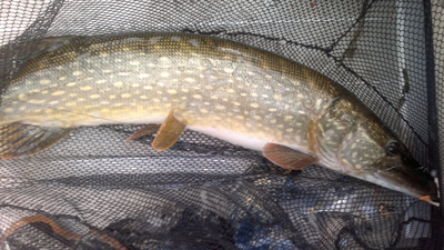 Northern Pike