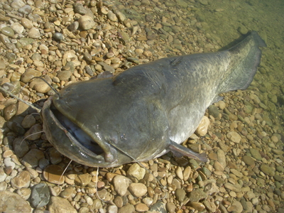 Wels catfish