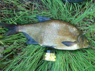 Carp bream
