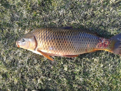 Carp