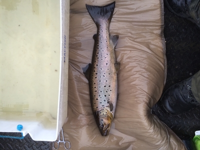 Ferox trout