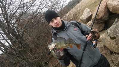 Eurasian perch