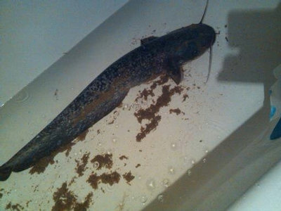 Wels catfish