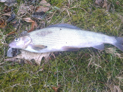 Grayling