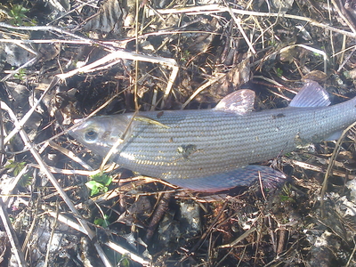 Grayling