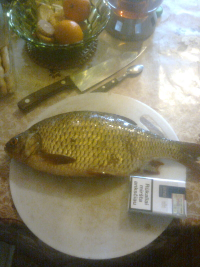 Eurasian perch