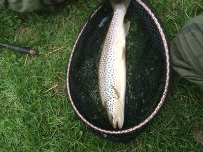 Brown Trout