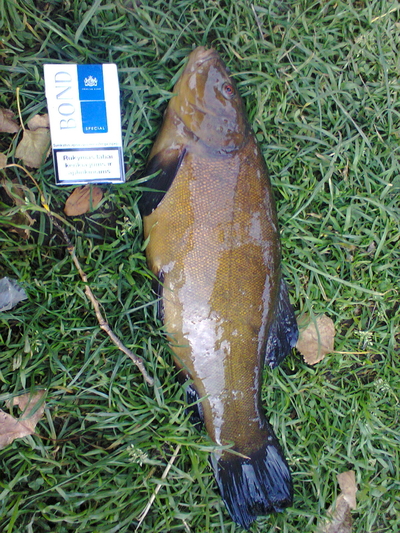 Tench