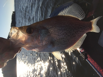 White Crappie
