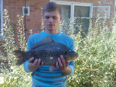 Crucian carp