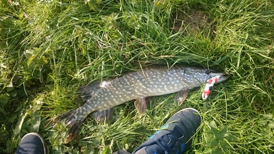 Northern Pike