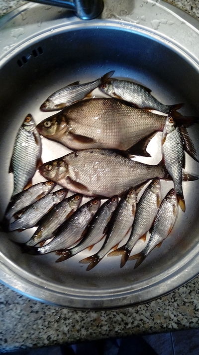 Carp bream