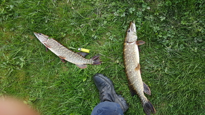 Northern Pike
