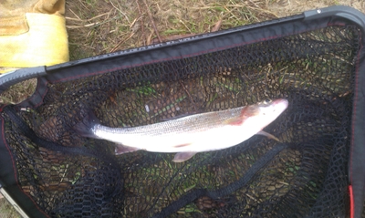 Grayling