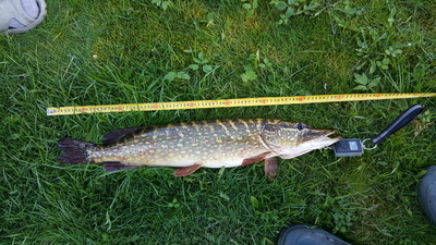 Northern Pike