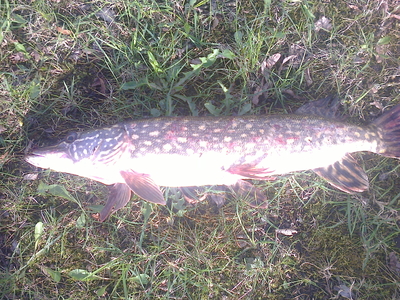 Northern Pike