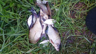 Carp bream
