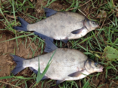 Carp bream