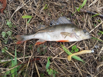 Eurasian perch