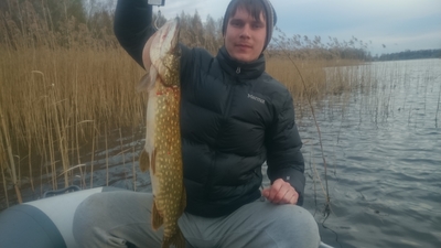 Northern Pike