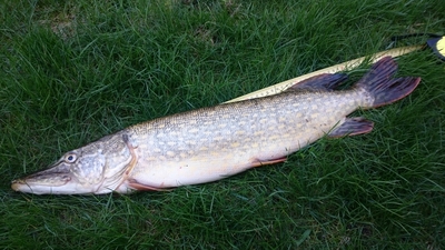 Northern Pike