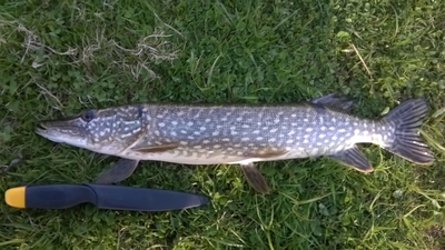 Northern Pike