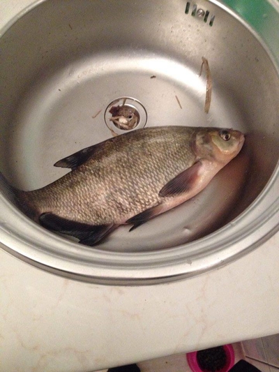 Carp bream