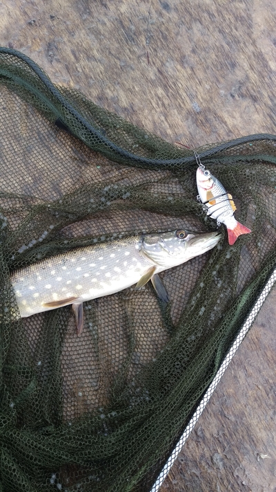 Northern Pike