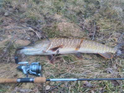 Northern Pike